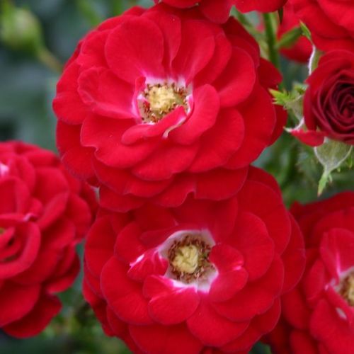 Shop, Rose Rosa Mandy ® - rosso - miniatura, lillipuziane - rosa non profumata - W. Kordes & Sons - ,-